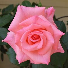 Image result for sdingle flowered rose