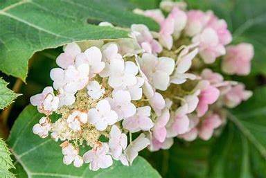 Image result for hydrangeas