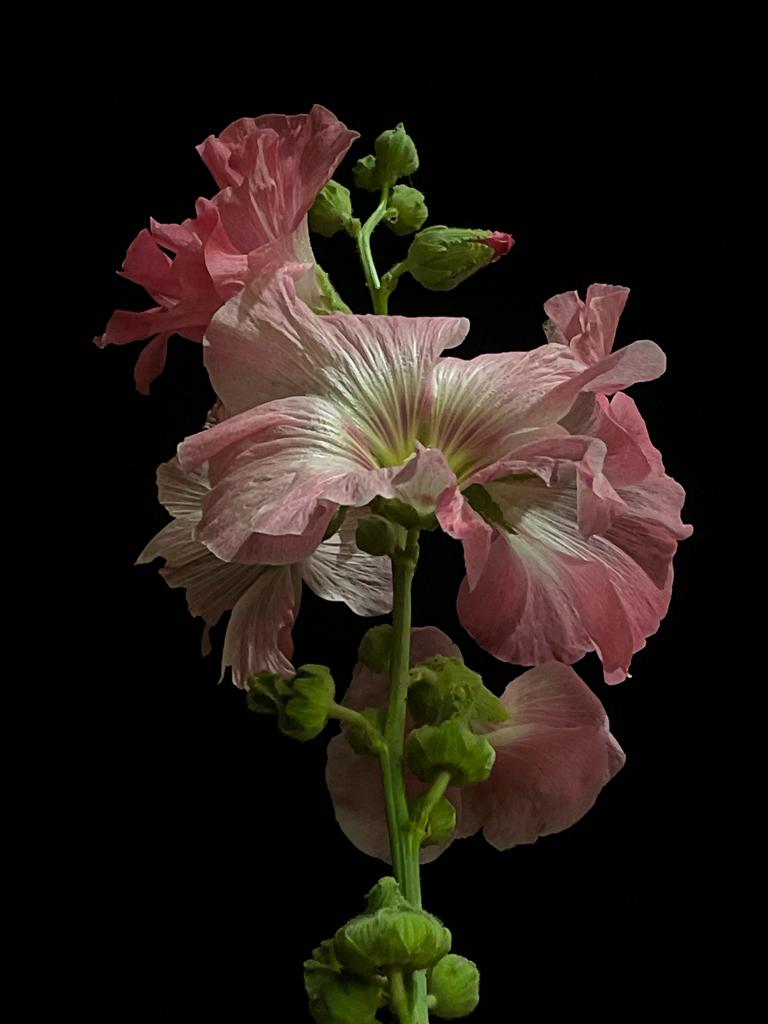 This image has an empty alt attribute; its file name is IMG-20240303-WA0147.jpg