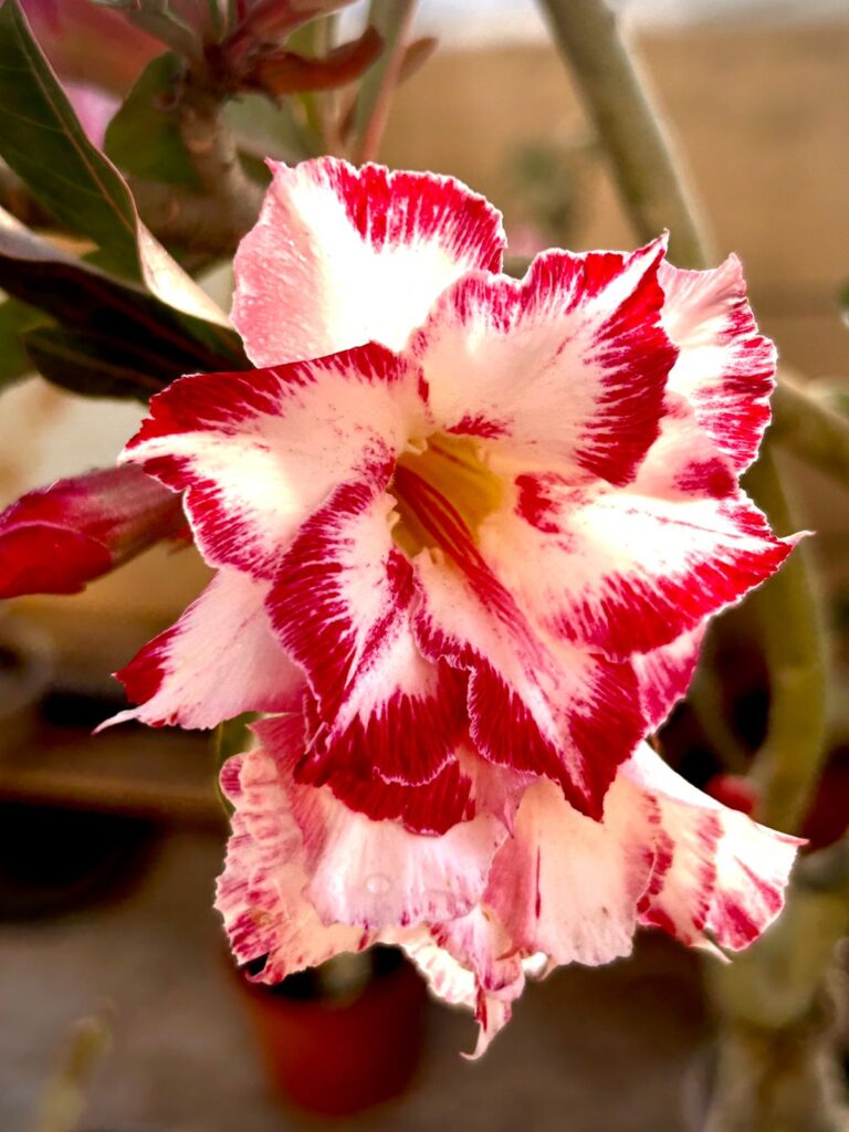 This image has an empty alt attribute; its file name is IMG-20240501-WA0030-768x1024.jpg