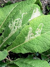 Image result for leafminer photo
