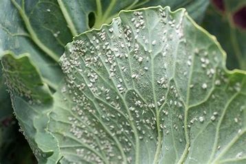 Image result for White Fly Infestation