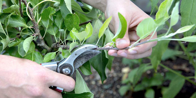 When To Prune