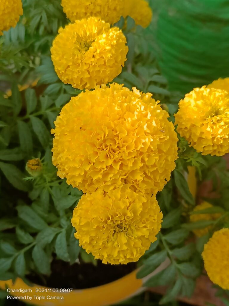 This image has an empty alt attribute; its file name is 2fdf7563-b9ac-425c-b31c-ff5e18ce0ed8-768x1024.jpg